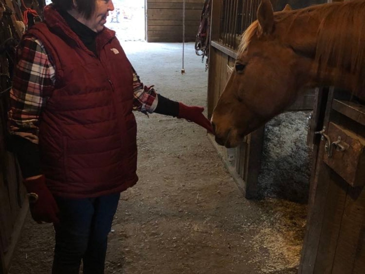 a person petting a horse