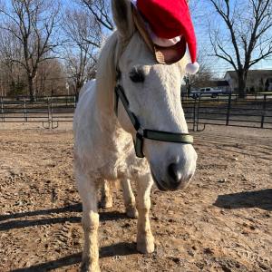 a horse standing on top of a dirt field