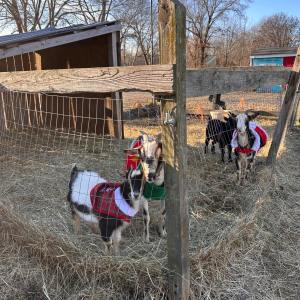 a group of cattle standing on top of a building