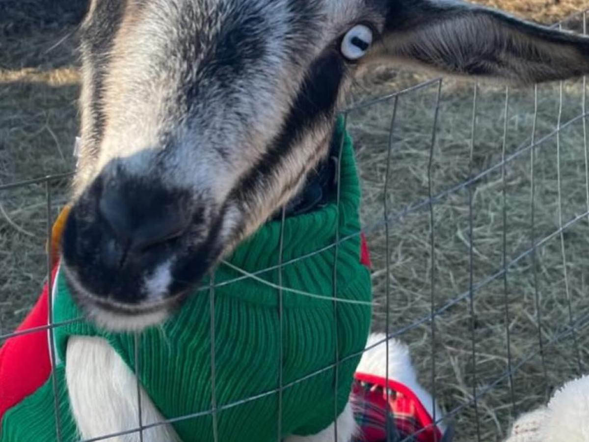 a dog standing next to a fence