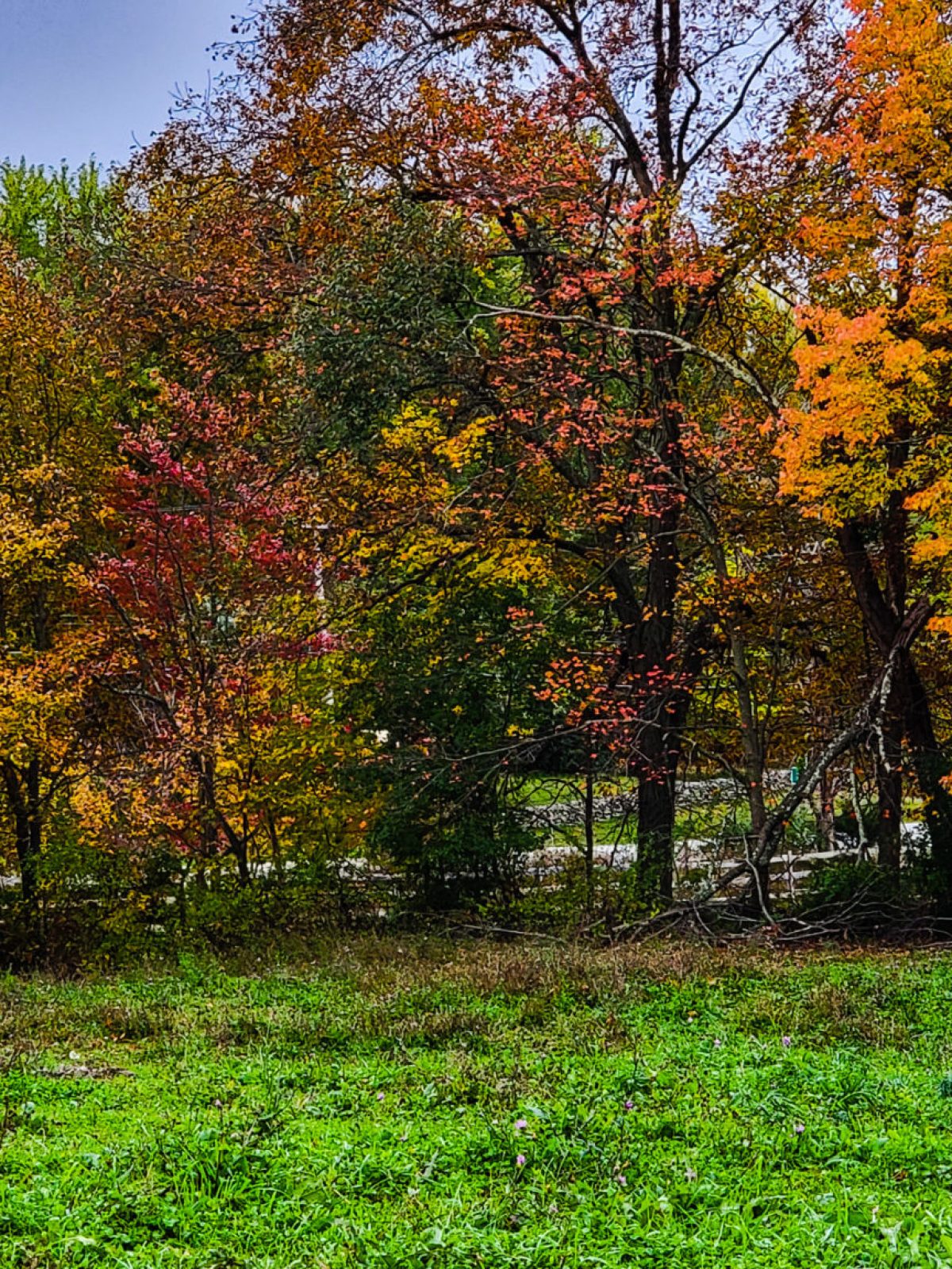 Horse grazing in grassy field with colorful autumn trees in the background.