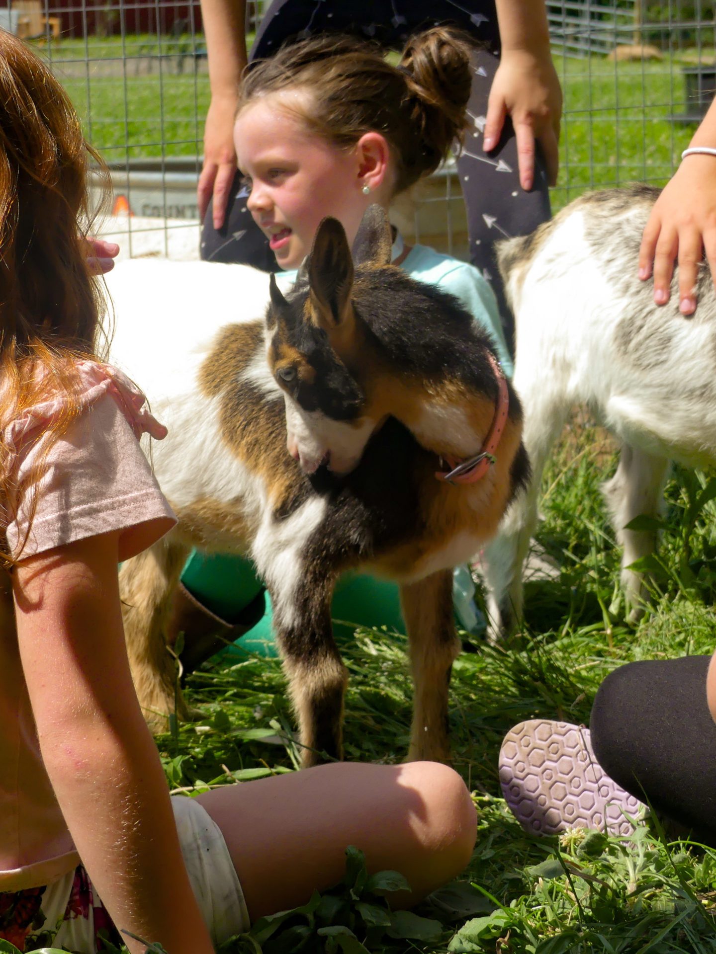 Children sitting on grass petting goats in a sunny outdoor setting.