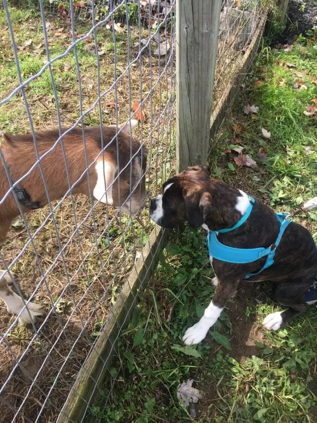 Dog and goat meeting through a wire fence in a grassy area.