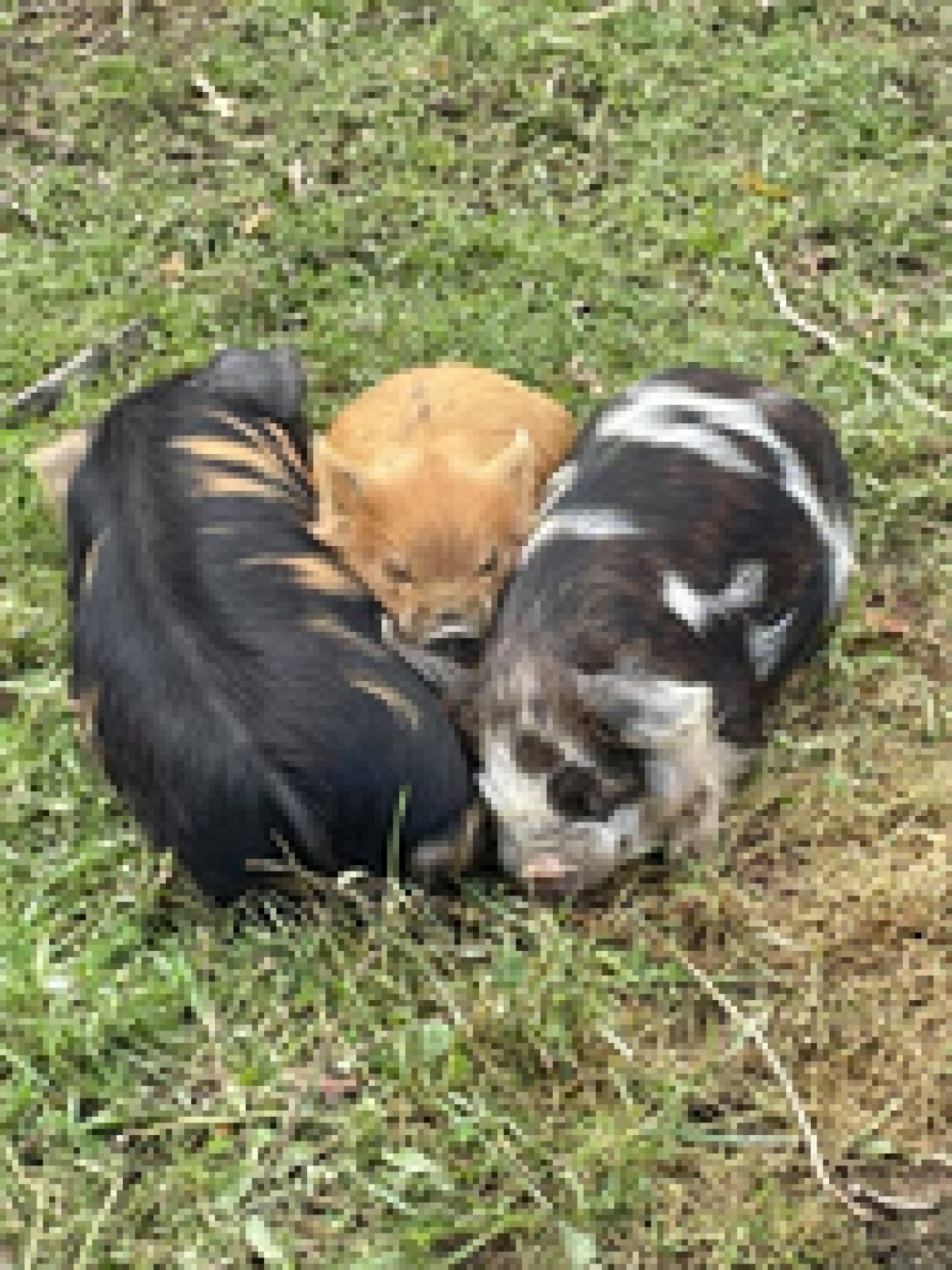 Three piglets sleeping in a circle on grass.