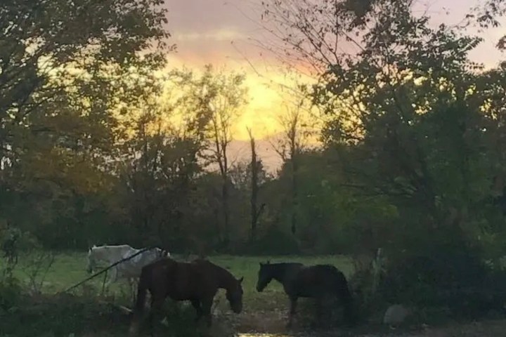 Horses grazing near a pond at sunset with trees in the background.