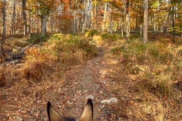 Horseback view of forest path with autumn foliage.