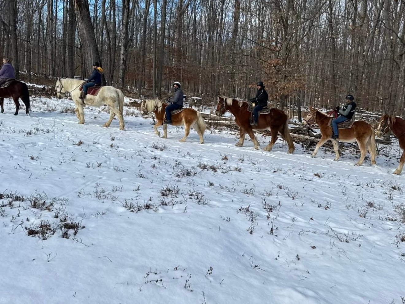Six people horseback riding on a snowy forest trail.